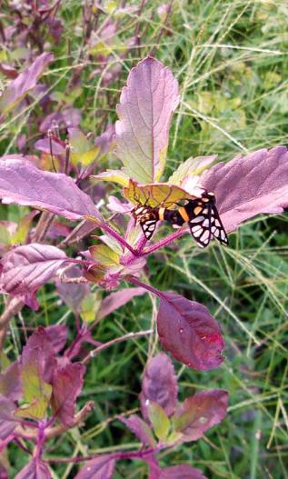 Holy basil with a butterfly