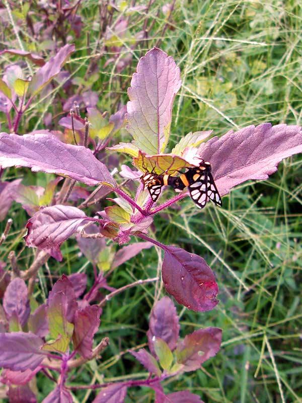 Plant de basilic sacré avec un papillon