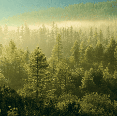 Forêt vue du dessus